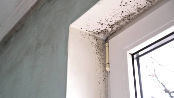 Best HVAC Mold Inspection and Cleaning  in Pasatiempo, CA