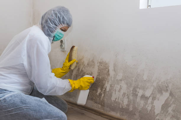 Best Mold Damage Restoration  in Pasatiempo, CA