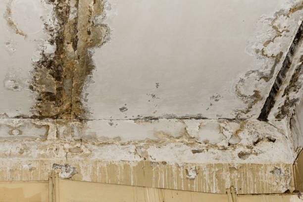 Best Water Damage & Mold Remediation  in Pasatiempo, CA