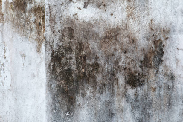 Best Biohazard Mold Removal  in Pasatiempo, CA
