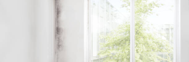  Pasatiempo, CA Mold Removal Pros
