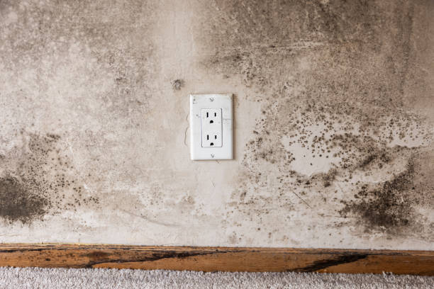 Best Industrial Mold Remediation  in Pasatiempo, CA