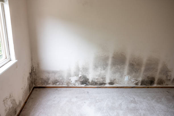 Best Mold Remediation for Healthcare Facilities  in Pasatiempo, CA